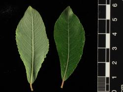Salix ×reichardtii. Pair of leaves showing both surfaces.
 Image: D. Glenny © Landcare Research 2020 CC BY 4.0